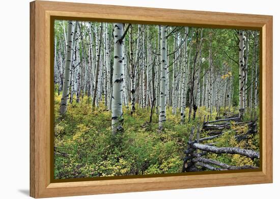 Aspen Grove II-Larry Malvin-Framed Premier Image Canvas