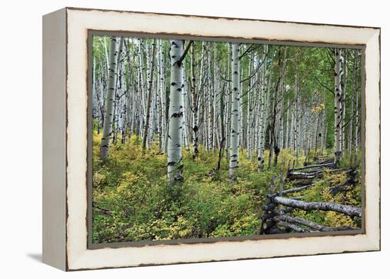 Aspen Grove II-Larry Malvin-Framed Premier Image Canvas