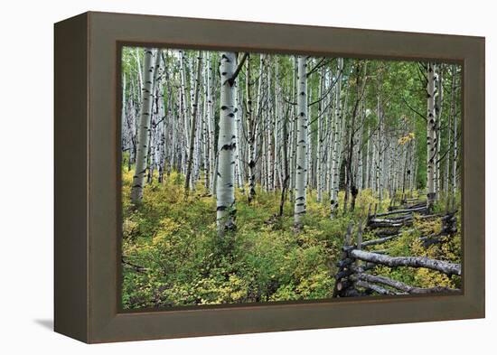 Aspen Grove II-Larry Malvin-Framed Premier Image Canvas