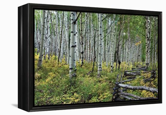 Aspen Grove II-Larry Malvin-Framed Premier Image Canvas