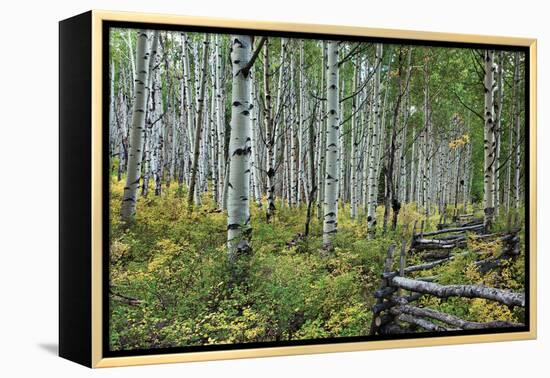 Aspen Grove II-Larry Malvin-Framed Premier Image Canvas