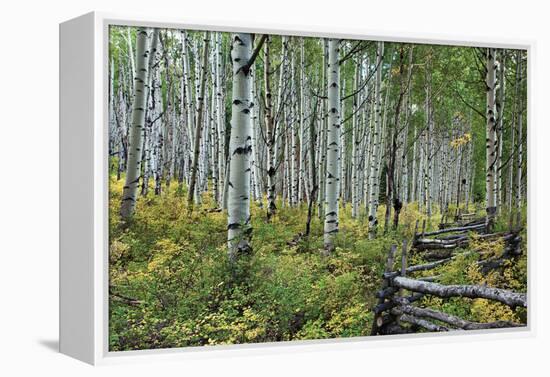 Aspen Grove II-Larry Malvin-Framed Premier Image Canvas