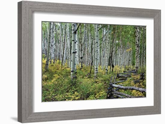 Aspen Grove II-Larry Malvin-Framed Photographic Print