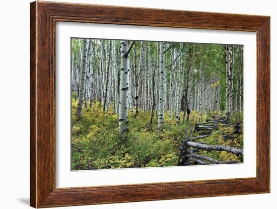 Aspen Grove II-Larry Malvin-Framed Photographic Print