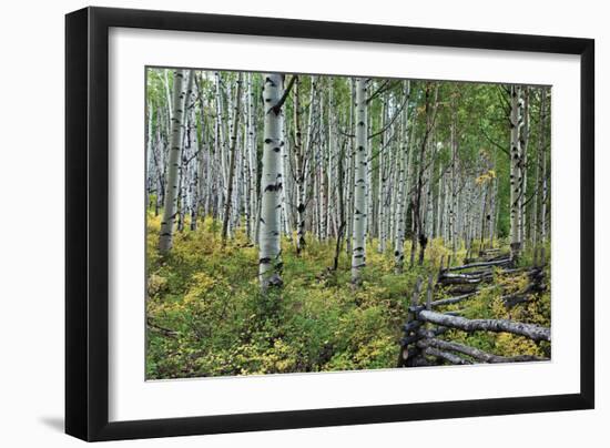 Aspen Grove II-Larry Malvin-Framed Photographic Print