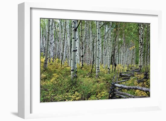 Aspen Grove II-Larry Malvin-Framed Photographic Print