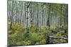 Aspen Grove II-Larry Malvin-Mounted Photographic Print