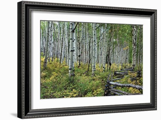 Aspen Grove II-Larry Malvin-Framed Photographic Print