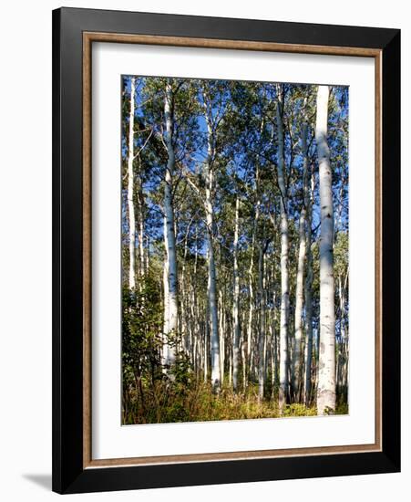 Aspen Grove II-Kathy Mansfield-Framed Photographic Print