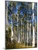 Aspen Grove II-Kathy Mansfield-Mounted Photographic Print