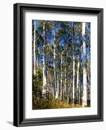 Aspen Grove II-Kathy Mansfield-Framed Photographic Print