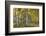 Aspen Grove II-Danny Head-Framed Photographic Print