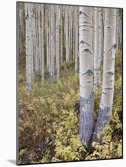 Aspen Grove in Early Fall, White River National Forest, Colorado-James Hager-Mounted Photographic Print