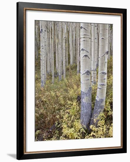 Aspen Grove in Early Fall, White River National Forest, Colorado-James Hager-Framed Photographic Print