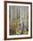 Aspen Grove in Early Fall, White River National Forest, Colorado-James Hager-Framed Photographic Print