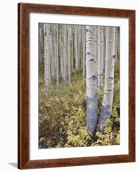 Aspen Grove in Early Fall, White River National Forest, Colorado-James Hager-Framed Photographic Print