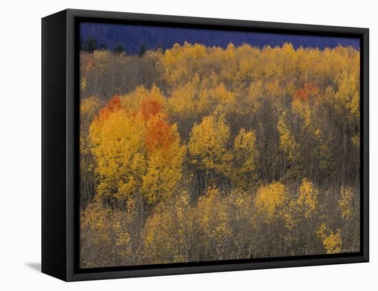 Aspen Grove in Fall, Victor, Idaho, USA-Jamie & Judy Wild-Framed Premier Image Canvas