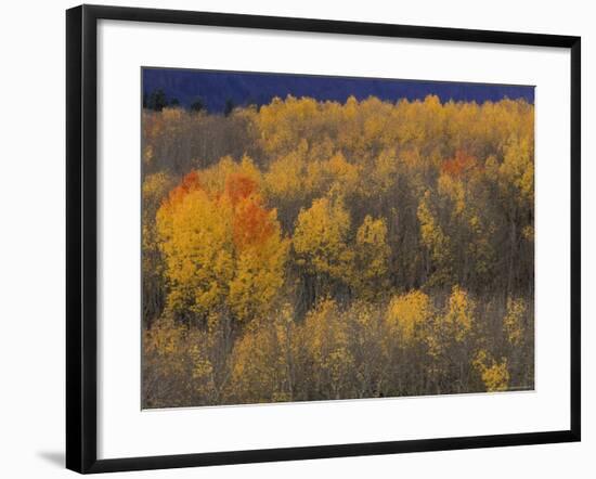 Aspen Grove in Fall, Victor, Idaho, USA-Jamie & Judy Wild-Framed Photographic Print