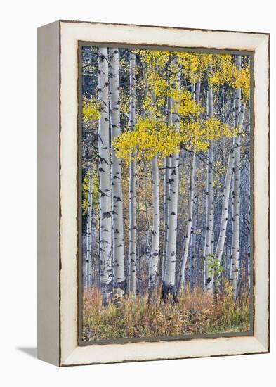 Aspen Grove in glowing golden colors of autumn, Aspen Township, Colorado-Darrell Gulin-Framed Premier Image Canvas