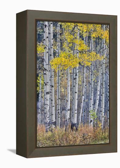 Aspen Grove in glowing golden colors of autumn, Aspen Township, Colorado-Darrell Gulin-Framed Premier Image Canvas