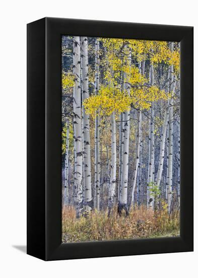 Aspen Grove in glowing golden colors of autumn, Aspen Township, Colorado-Darrell Gulin-Framed Premier Image Canvas