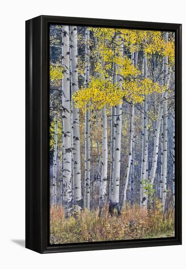 Aspen Grove in glowing golden colors of autumn, Aspen Township, Colorado-Darrell Gulin-Framed Premier Image Canvas