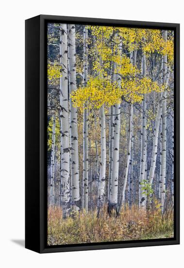 Aspen Grove in glowing golden colors of autumn, Aspen Township, Colorado-Darrell Gulin-Framed Premier Image Canvas