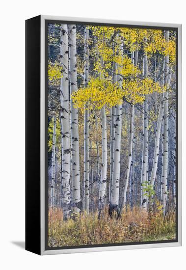 Aspen Grove in glowing golden colors of autumn, Aspen Township, Colorado-Darrell Gulin-Framed Premier Image Canvas