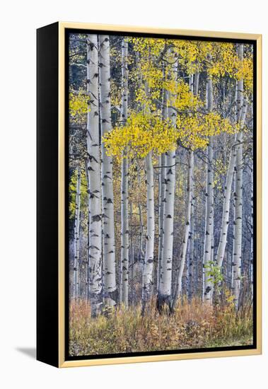 Aspen Grove in glowing golden colors of autumn, Aspen Township, Colorado-Darrell Gulin-Framed Premier Image Canvas