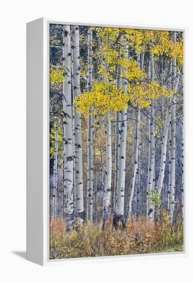 Aspen Grove in glowing golden colors of autumn, Aspen Township, Colorado-Darrell Gulin-Framed Premier Image Canvas