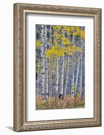 Aspen Grove in glowing golden colors of autumn, Aspen Township, Colorado-Darrell Gulin-Framed Photographic Print