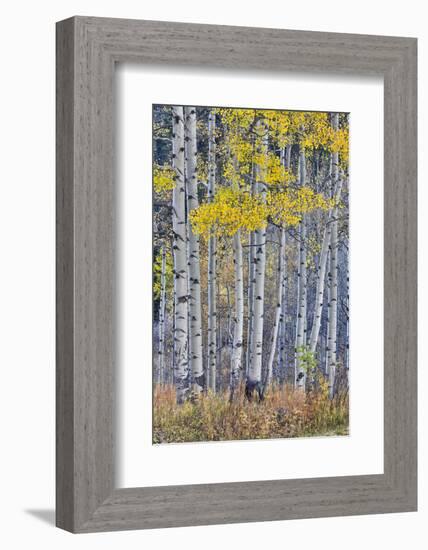 Aspen Grove in glowing golden colors of autumn, Aspen Township, Colorado-Darrell Gulin-Framed Photographic Print