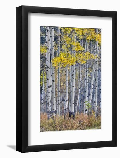 Aspen Grove in glowing golden colors of autumn, Aspen Township, Colorado-Darrell Gulin-Framed Photographic Print