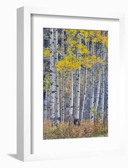 Aspen Grove in glowing golden colors of autumn, Aspen Township, Colorado-Darrell Gulin-Framed Photographic Print