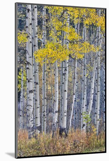 Aspen Grove in glowing golden colors of autumn, Aspen Township, Colorado-Darrell Gulin-Mounted Photographic Print