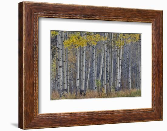 Aspen Grove in glowing golden colors of autumn, Aspen Township, Colorado-Darrell Gulin-Framed Photographic Print