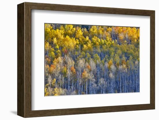 Aspen Grove in glowing golden colors of autumn, Aspen Township, Colorado-Darrell Gulin-Framed Photographic Print