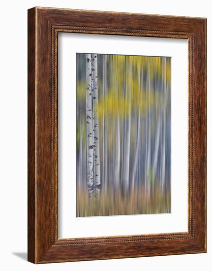 Aspen Grove in glowing golden colors of autumn near Aspen Township, Colorado-Darrell Gulin-Framed Photographic Print