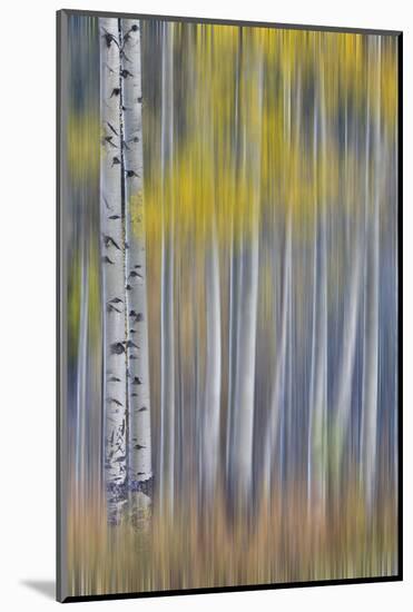 Aspen Grove in golden autumn colors, Aspen Township, Colorado-Darrell Gulin-Mounted Photographic Print