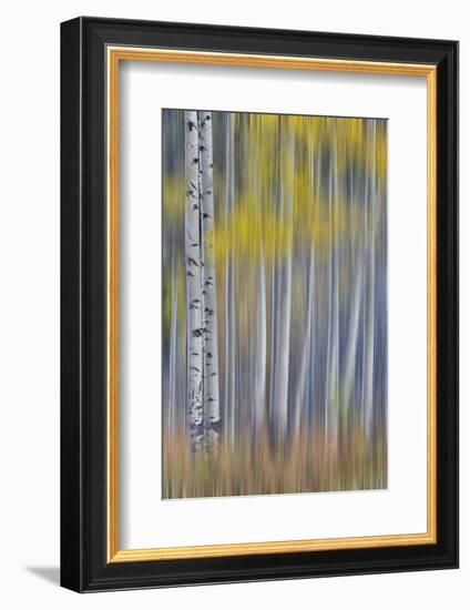 Aspen Grove in golden autumn colors, Aspen Township, Colorado-Darrell Gulin-Framed Photographic Print