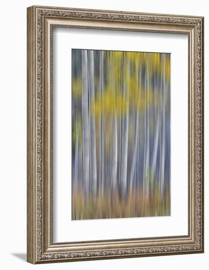 Aspen Grove in golden autumn colors, Aspen Township, Colorado-Darrell Gulin-Framed Photographic Print