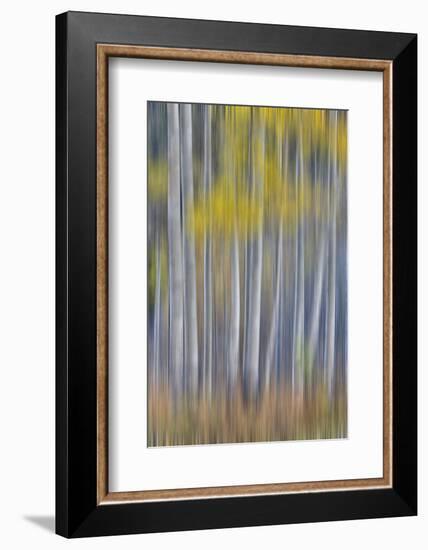Aspen Grove in golden autumn colors, Aspen Township, Colorado-Darrell Gulin-Framed Photographic Print