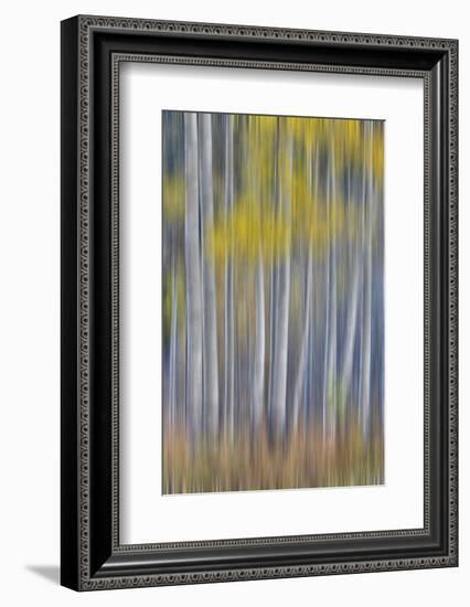 Aspen Grove in golden autumn colors, Aspen Township, Colorado-Darrell Gulin-Framed Photographic Print