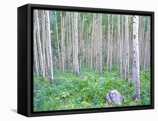 Aspen Grove in McClure Pass, Colorado, USA-Julie Eggers-Framed Premier Image Canvas