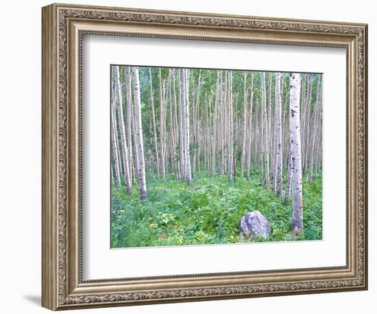 Aspen Grove in McClure Pass, Colorado, USA-Julie Eggers-Framed Photographic Print