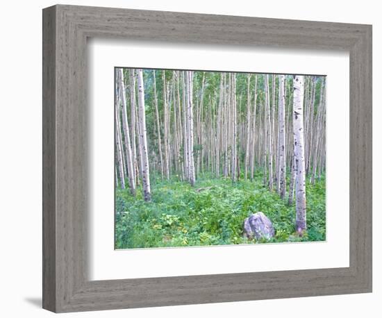 Aspen Grove in McClure Pass, Colorado, USA-Julie Eggers-Framed Photographic Print