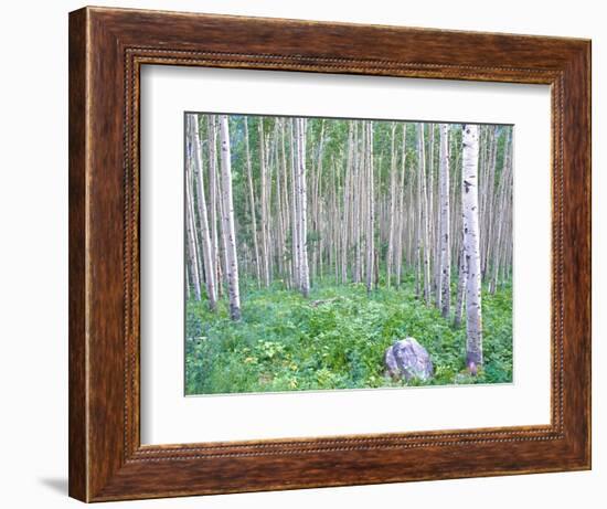 Aspen Grove in McClure Pass, Colorado, USA-Julie Eggers-Framed Photographic Print