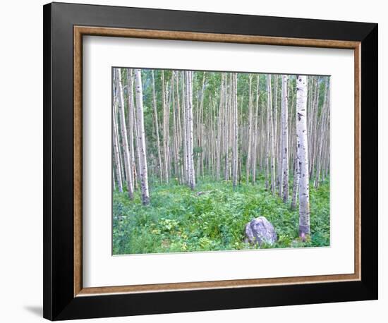 Aspen Grove in McClure Pass, Colorado, USA-Julie Eggers-Framed Photographic Print