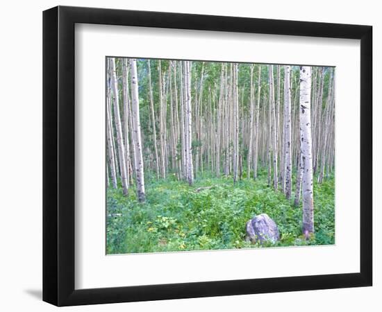 Aspen Grove in McClure Pass, Colorado, USA-Julie Eggers-Framed Photographic Print