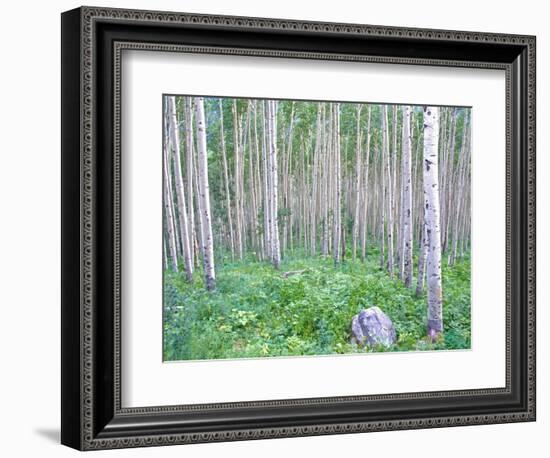 Aspen Grove in McClure Pass, Colorado, USA-Julie Eggers-Framed Photographic Print